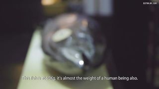 Chefs Show How To Cut and Butcher Bluefin Tuna (Hon-Maguro) For Sashimi