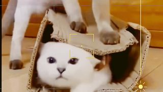 Cute cats funny cat videos @Funtime24