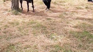 Mountain goats/murree goat/Beautiful goad/Eid goad/SohailT22vlog