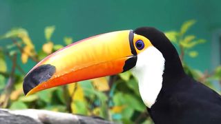 Animals Kingdom 4K - Wild Birds Collection - Relaxing Music That Heals Stress Gentle Music