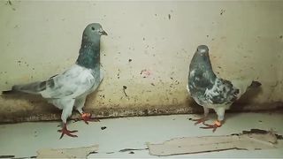 Beautiful pigeon gray breeder pair
