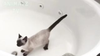Chats rigolos garantis pour vous faire rire