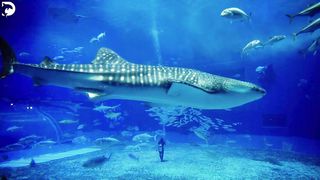 he Ocean 4K (ULTRA HD) - Beautiful Coral Reef Fish - Relaxing Meditation Music for Good Sleep