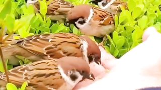 birds eating