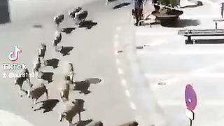 the Qur'an is recited, the animals gather together