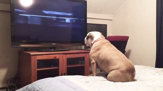 Bulldog watches horror movie, does something incredible during scary scene
