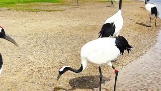 Most Beautiful Birds 61 | Nature Video | Relaxation and Meditation | #nature #birds #febspot