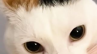FUNNIEST Pet Fails of July 2023!