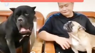 Very funny dogs 2