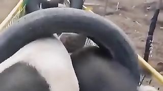 Expression | "That'll Do, Pig": A Satisfying Moment | OinkApproved | FunFM