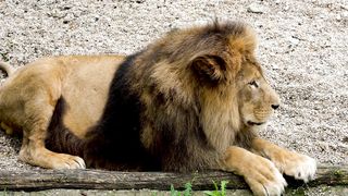 Lion feline predator