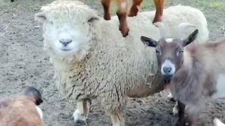 Funny Animal - Best Of The 2022 Funny Animals Videos - TRY NOT TO LAUGH! #animals #funny #funnyan