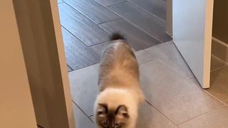 funny cats video 5