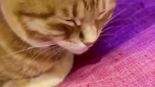 sleepy cat 3