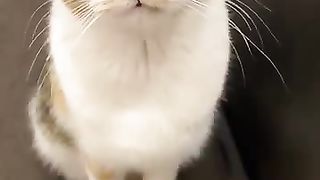 meowing cat