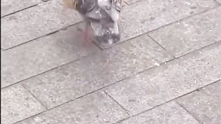 pigeon wearing bread