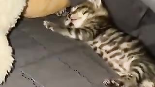 cat sleeping under the futon