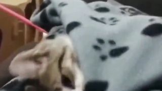 Cat still wants to sleep