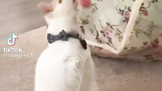 cat with toy on head