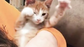 Funny cat 238