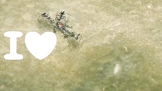 Ant Man