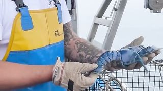 The-Rarest-Lobster-in-the-World