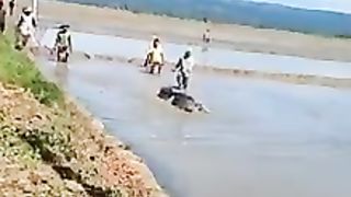 Buaya raksasa mendarat