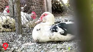 CHICKEN or DOUGH -