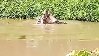Korban Manusia dimakan buaya