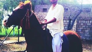 Horse zuljinah High quality