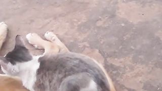 Octobers Funniest Animals (Pt 101) ???????? #funny #viral #short