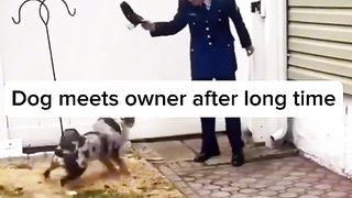 Dog meets owner after the owner has been away for WAR. (Part 102)  Must watch!!! Try not to tear up.