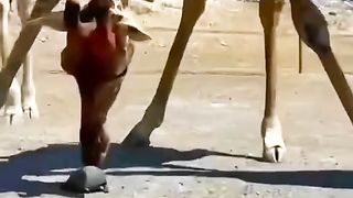 This giraffe pushed the turtle from behind which was walking slowly. because this giraffe didn't want to wait or hit him