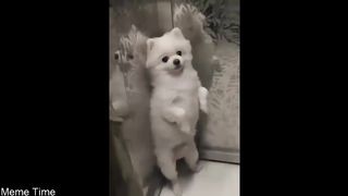 I bet you can't hold your breathe laughing at this video