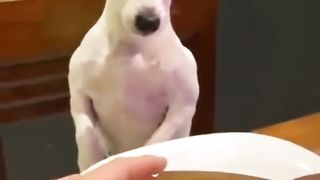 funny? NOT SO FUNNY FOR REXIE ???? animals this is extra ordinary (PT 105)