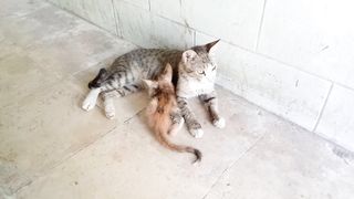 Relaxing mama cat and kitten ????????☕