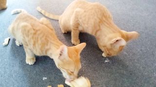 Amazing orange cats of mine