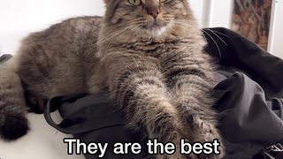 I really love cats paradise ????❤️
