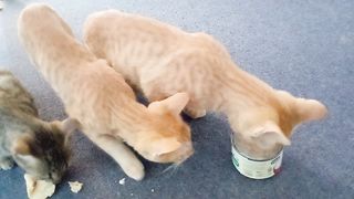 New cat video febspot
