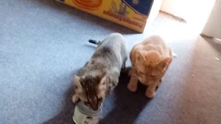 New video of cute cats febspot