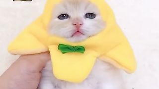 Songs download  Earn 1USD. Link Description 4