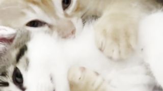Paws and Whiskers: A Cat's Life"????