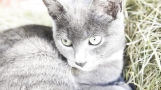 My beautiful kitten blue ???? those eyes