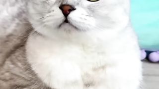 Cat-tastic Cuteness Overload!