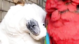 Most Beautiful Couple In World || Beautiful Birds || #nature #birds #love#viral