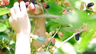 Beautiful Nature with Rural Life (P139) - Harvest mulberries, cherries, loquats and plums