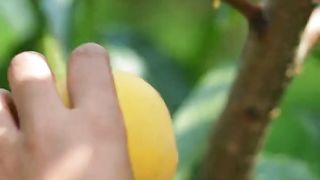 China gril SnapInsta.io-Beautiful Nature with Rural Life (P137) - Harvest beautiful and sweet yellow peaches.