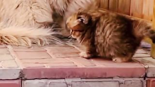 Most Cue and lovely Creation | Beautiful Nature Video | #nature #animal #febspot