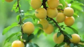 Beautiful Nature with Rural Life (P133) - Very sweet golden plums.