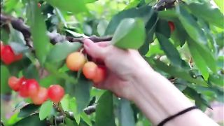 Beautiful Nature with Rural Life (P127) - The sweet and delicious fruits in summer